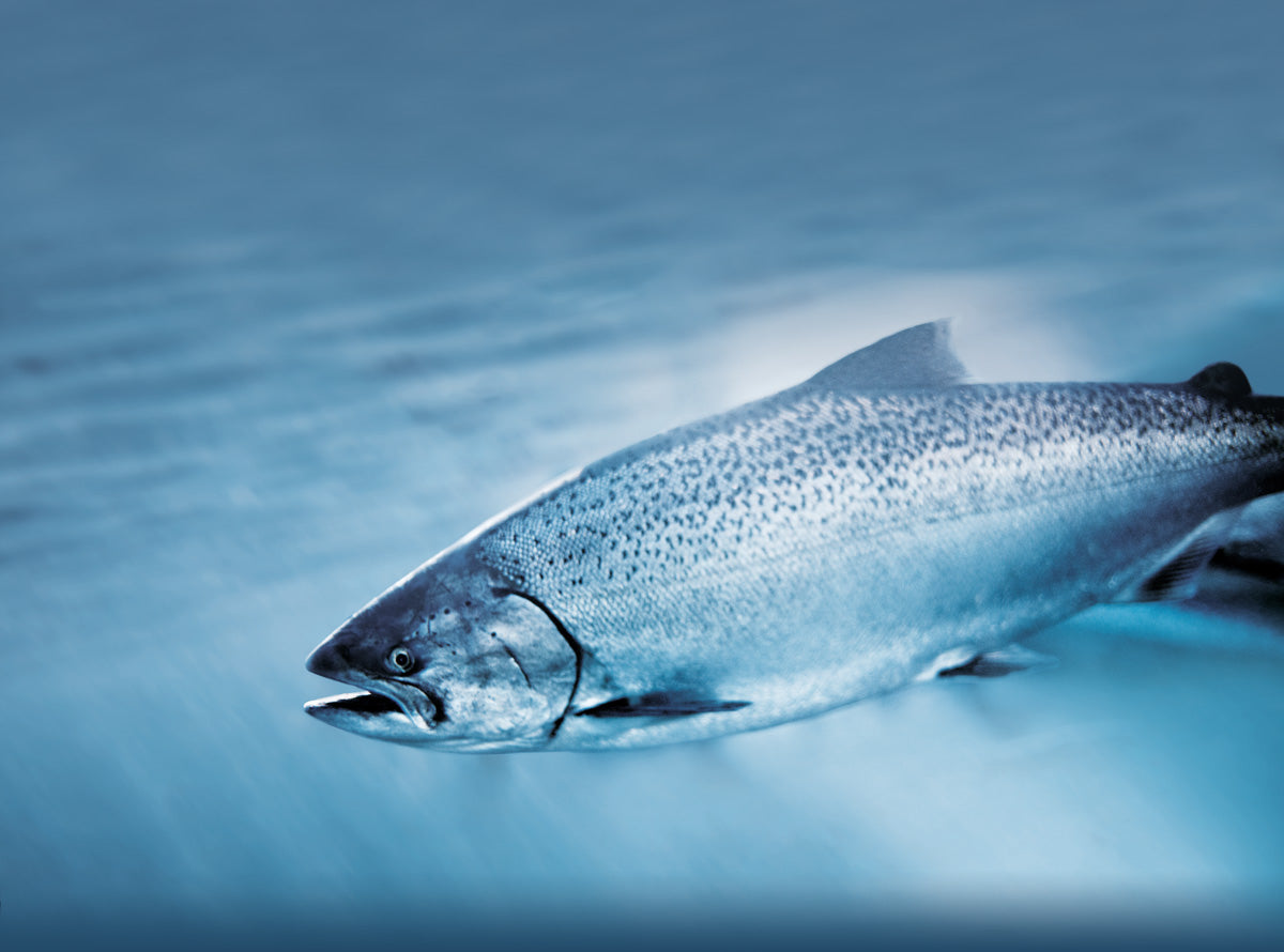 Why Is Sustainable Seafood Important?