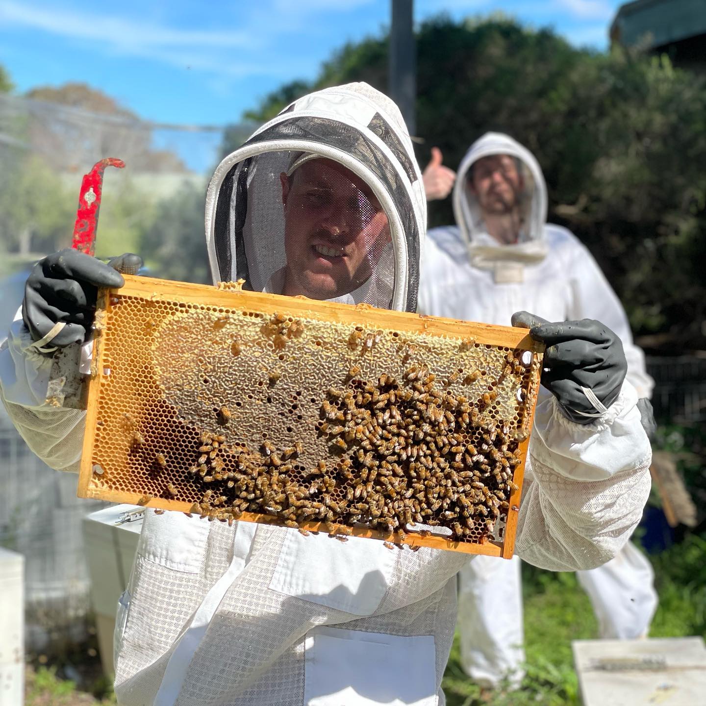 Melbourne Backyard Honey